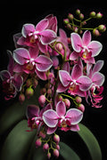 Flores 129 - Cuadro canvas Canvaradas