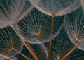 Flores 117 - Cuadro canvas Canvaradas