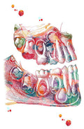 Odontología 015 - Cuadro canvas Canvaradas