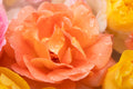 Flores 183 - Cuadro canvas Canvaradas