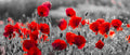 Blanco y Rojo 036 - cuadro decorativo en canvas