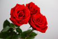 Flores 193 - Cuadro canvas Canvaradas