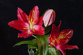 Flores 189 - Cuadro canvas Canvaradas