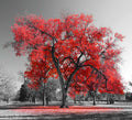 Blanco y Rojo 022 - cuadro decorativo en canvas