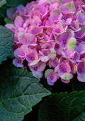 Flores 040 - Cuadro canvas Canvaradas