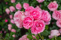 Flores 186 - Cuadro canvas Canvaradas