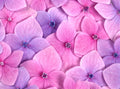Flores 155 - Cuadro canvas Canvaradas