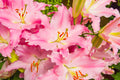 Flores 162 - Cuadro canvas Canvaradas