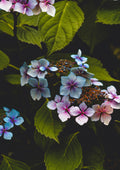 Flores 035 - Cuadro canvas Canvaradas