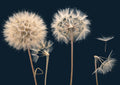 Flores 116 - Cuadro canvas Canvaradas
