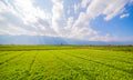 Primavera 020 - Cuadro canvas Canvaradas