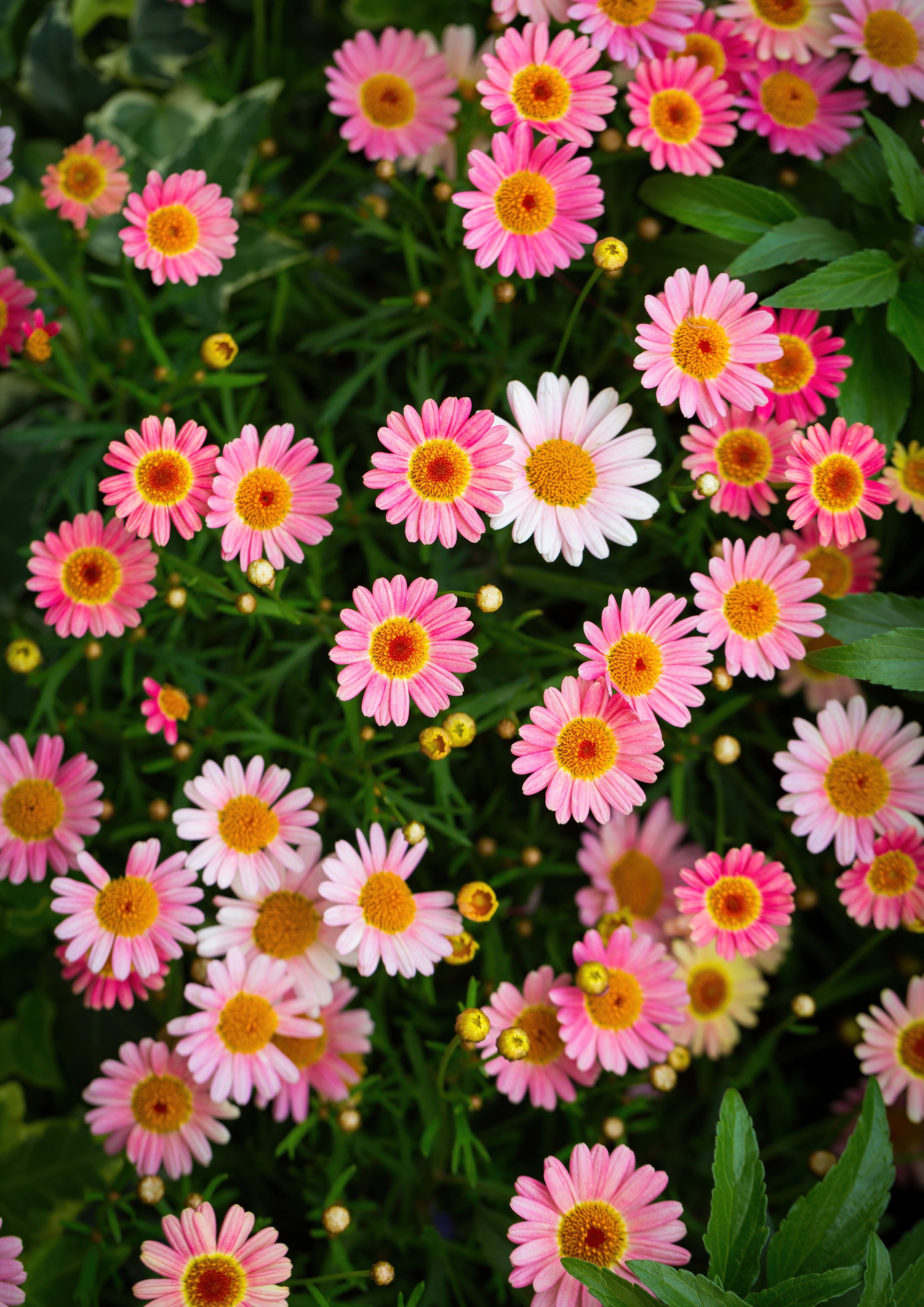Flores 085 - Cuadro canvas Canvaradas