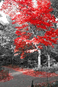 Blanco y Rojo 006 - cuadro decorativo en canvas