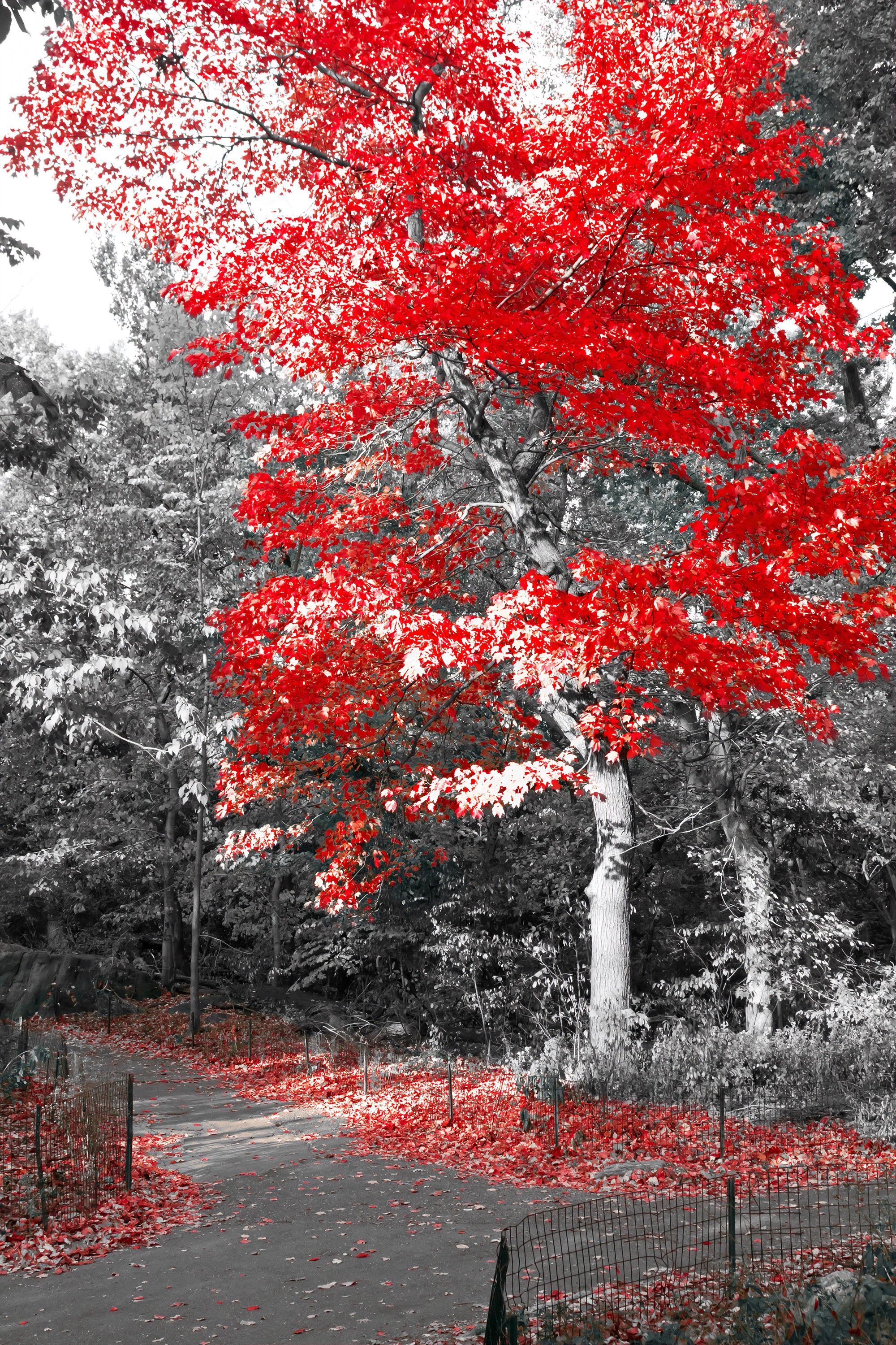 Blanco y Rojo 006 - cuadro decorativo en canvas