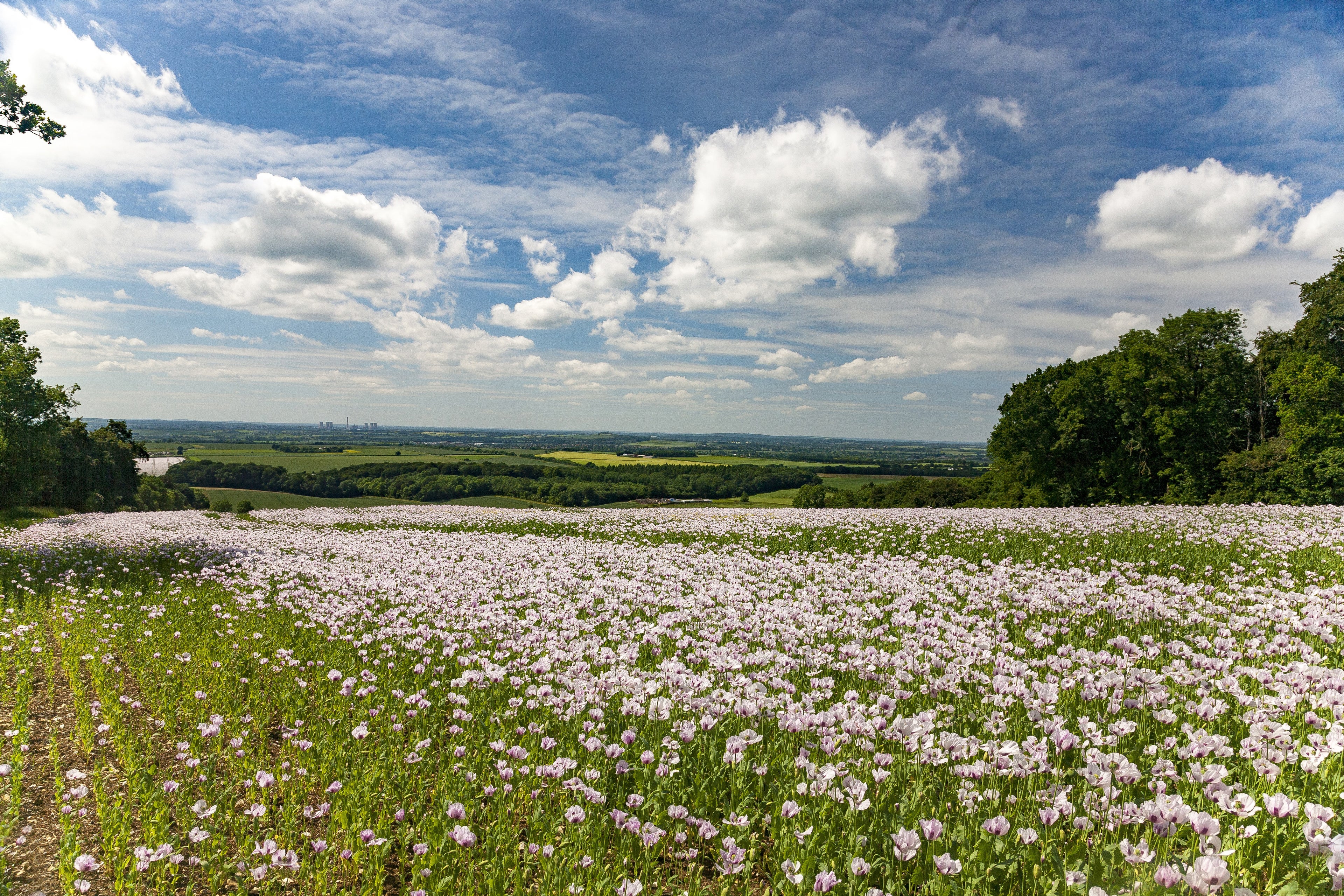 Primavera 013 - Cuadro canvas Canvaradas
