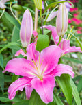 Flores 152 - Cuadro canvas Canvaradas