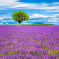 Primavera 001 - Cuadro canvas Canvaradas