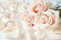 Flores 190 - Cuadro canvas Canvaradas