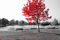 Blanco y Rojo 032 - cuadro decorativo en canvas