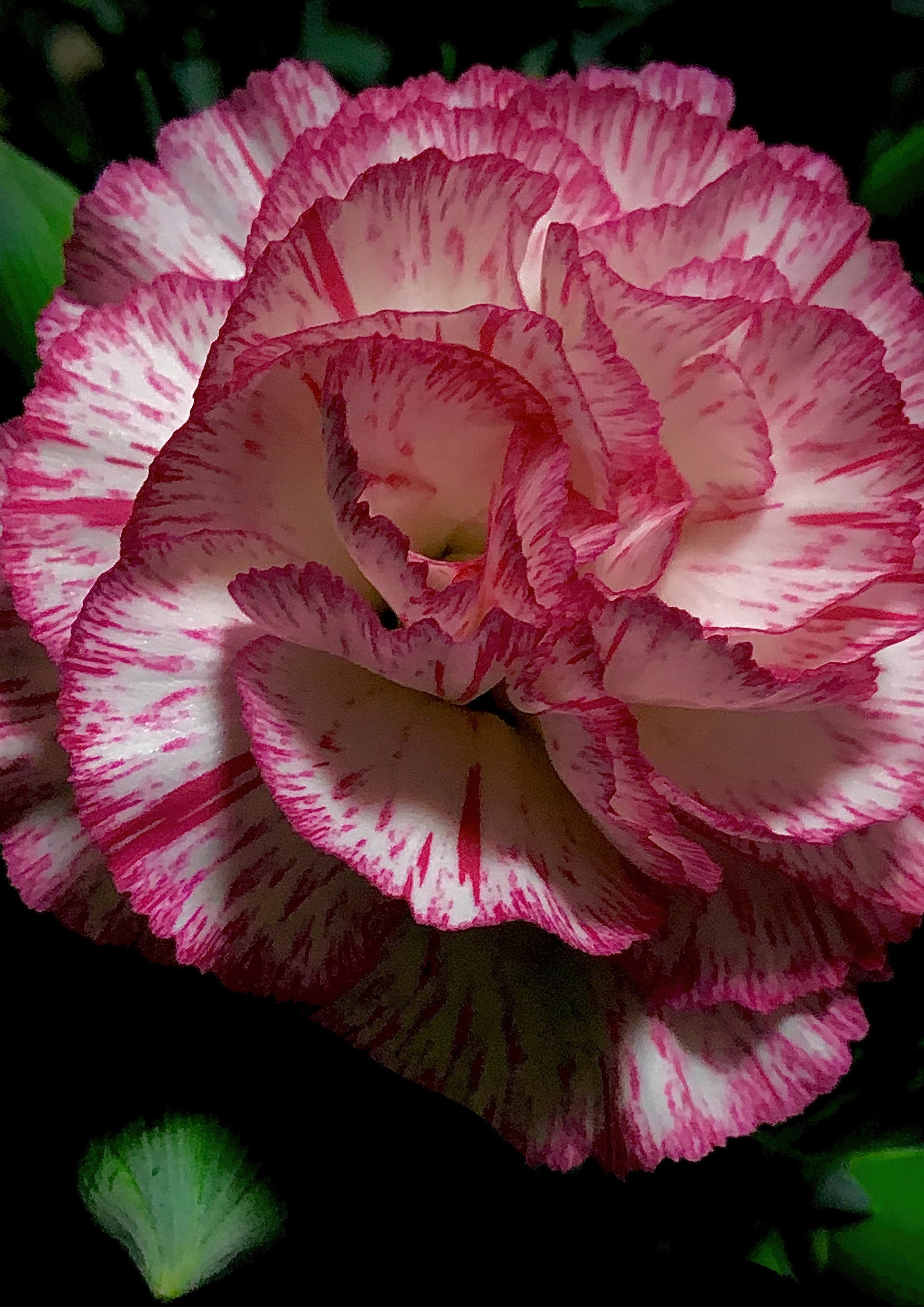 Flores 077 - Cuadro canvas Canvaradas