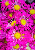 Flores 092 - Cuadro canvas Canvaradas