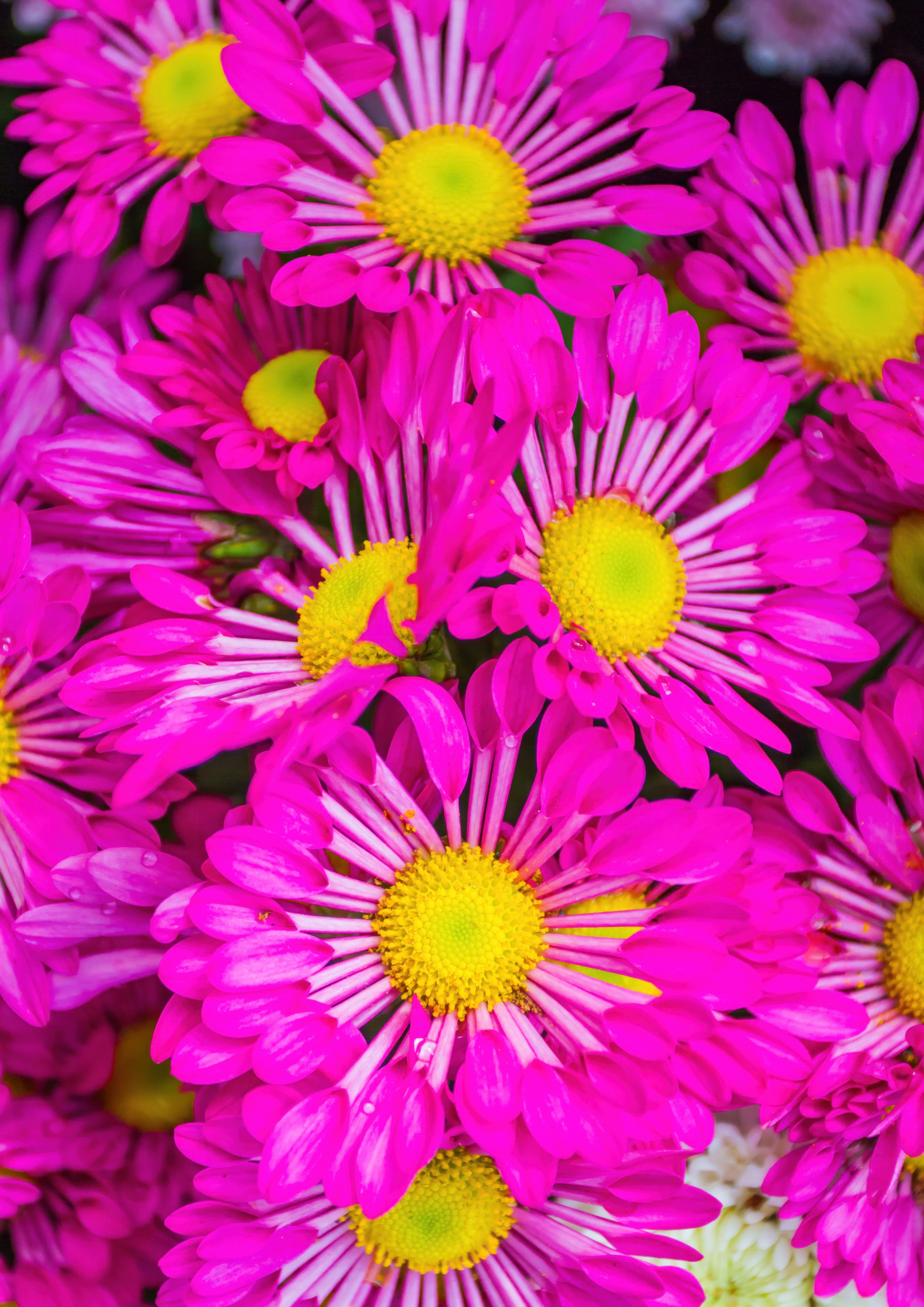 Flores 092 - Cuadro canvas Canvaradas