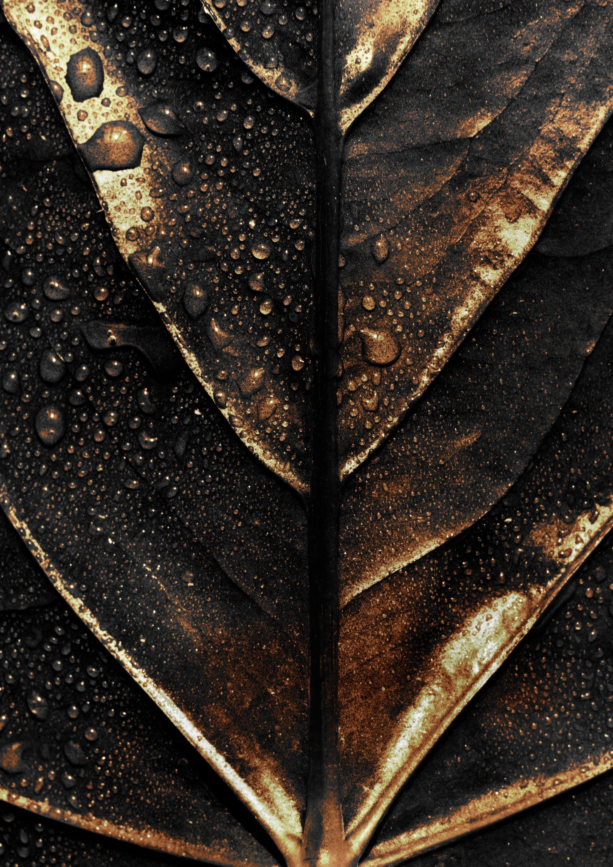 Negro y Dorado 059 - cuadro decorativo en canvas