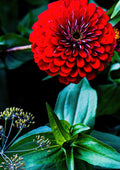 Flores 023 - Cuadro canvas Canvaradas