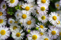 Flores 170 - Cuadro canvas Canvaradas
