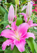 Flores 003 - Cuadro canvas Canvaradas