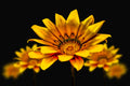 Flores 213 - Cuadro canvas Canvaradas