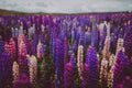 Flores 200 - Cuadro canvas Canvaradas