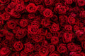 Flores 173 - Cuadro canvas Canvaradas