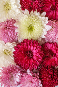 Flores 151 - Cuadro canvas Canvaradas