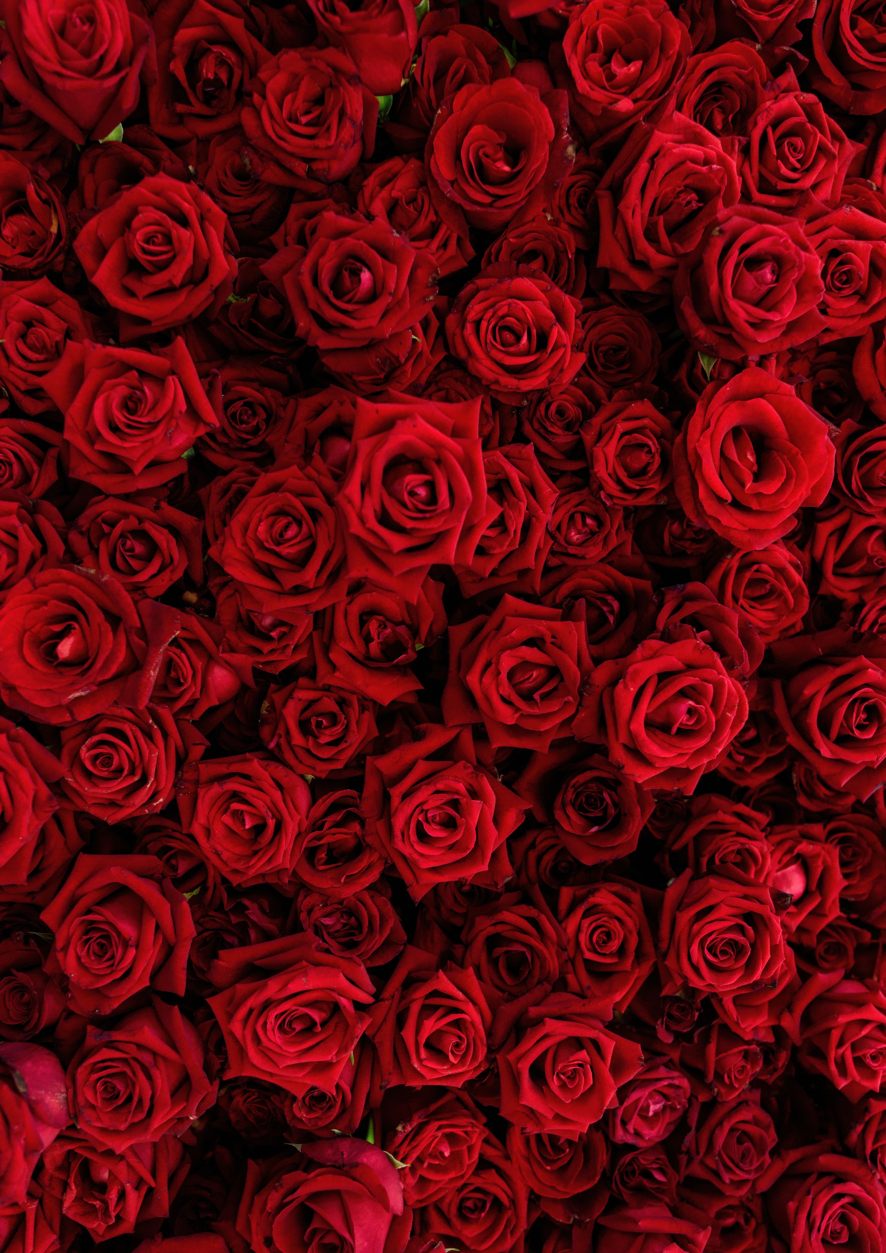 Flores 103 - Cuadro canvas Canvaradas