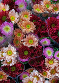 Flores 086 - Cuadro canvas Canvaradas