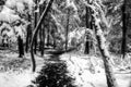 Nieve 011 - Cuadro canvas Canvaradas