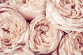 Flores 165 - Cuadro canvas Canvaradas